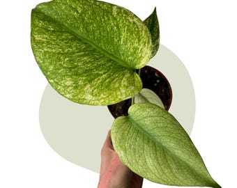 monstera dubia variegated Mature Monstera Dubia for sale main image 1