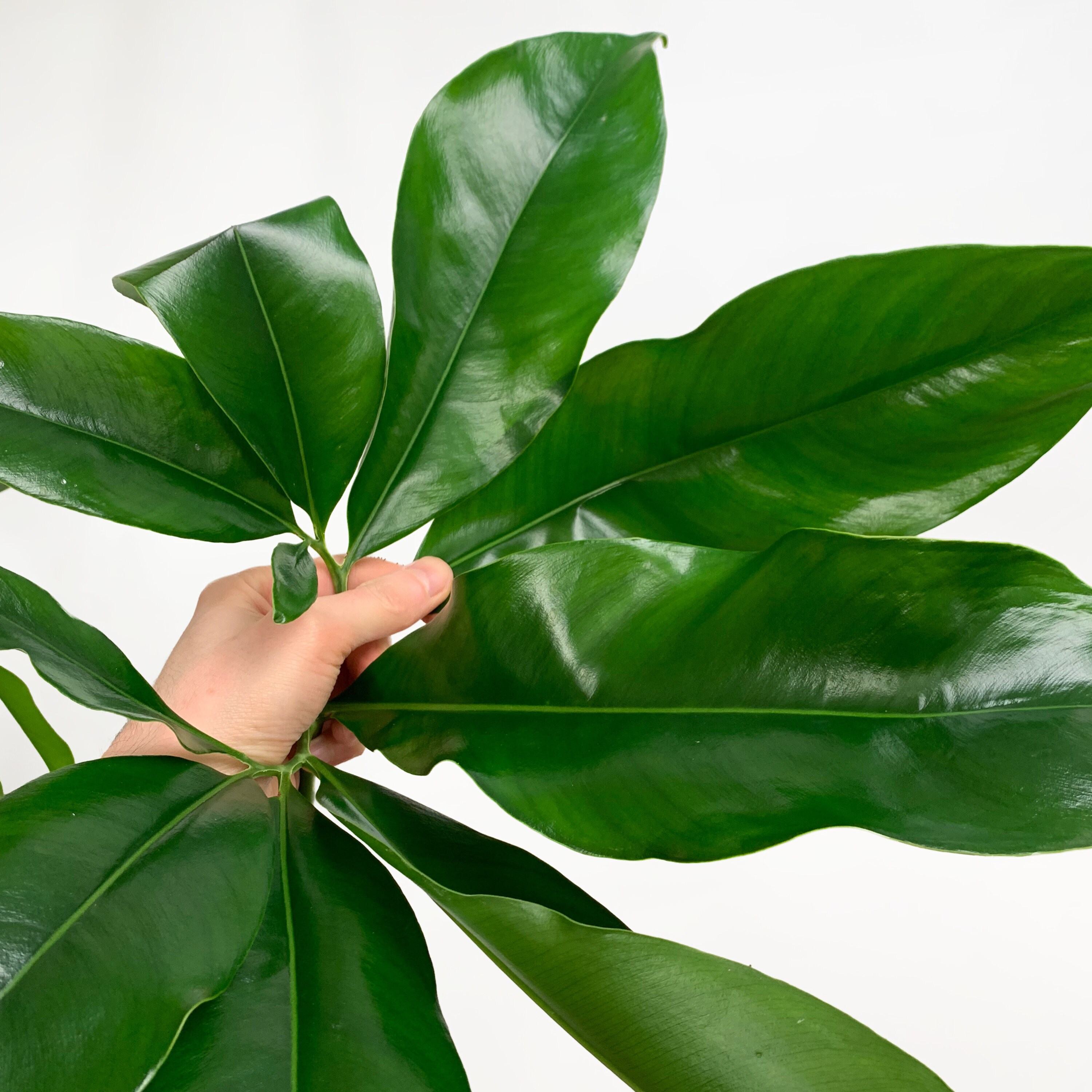 Philodendron Fun Bun - Etsy