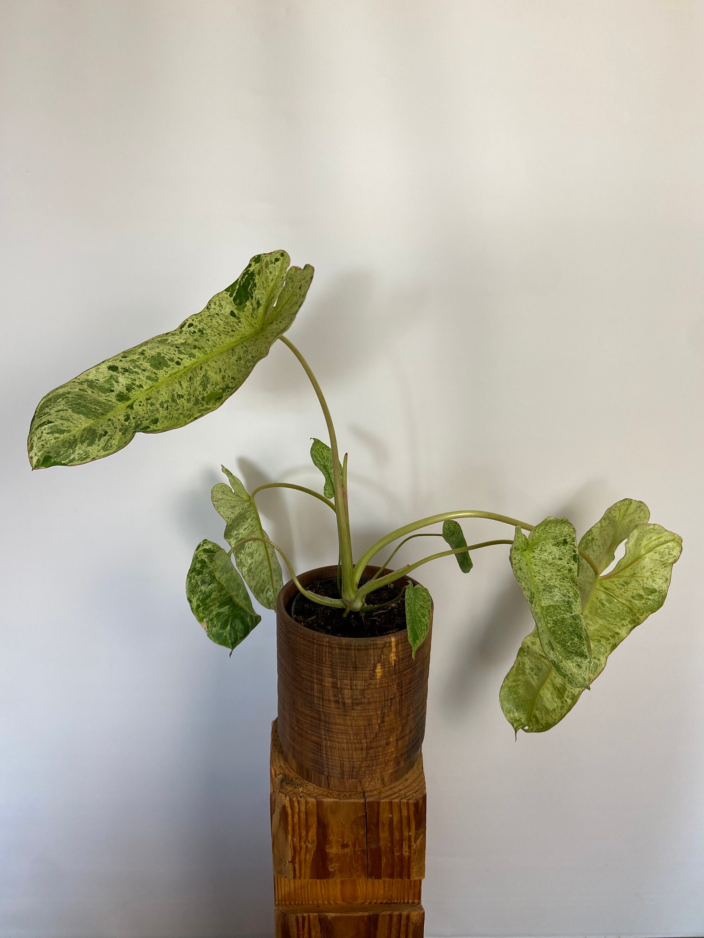Philodendron Paraiso Verde - Etsy sterreich