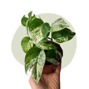 Epipremnum pinnatum &#39;Variegata&#39;