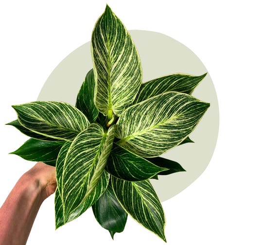 Catch Leaf / Philodendron Birkin 'white Measure' - Etsy Finland