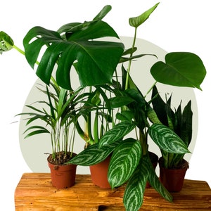Easy care plants / great office plant set