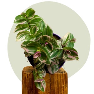 Tradescantia Nanouk, lila schimmernde Blätter - bunt, pflegeleicht und beliebt