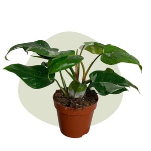 Philodendron White Princess