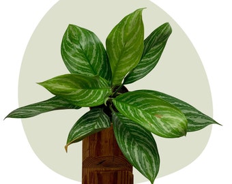 Aglaonema Commutatum Stripes
