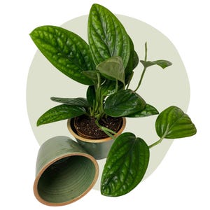 Marmo di Epipremnum pinnatum