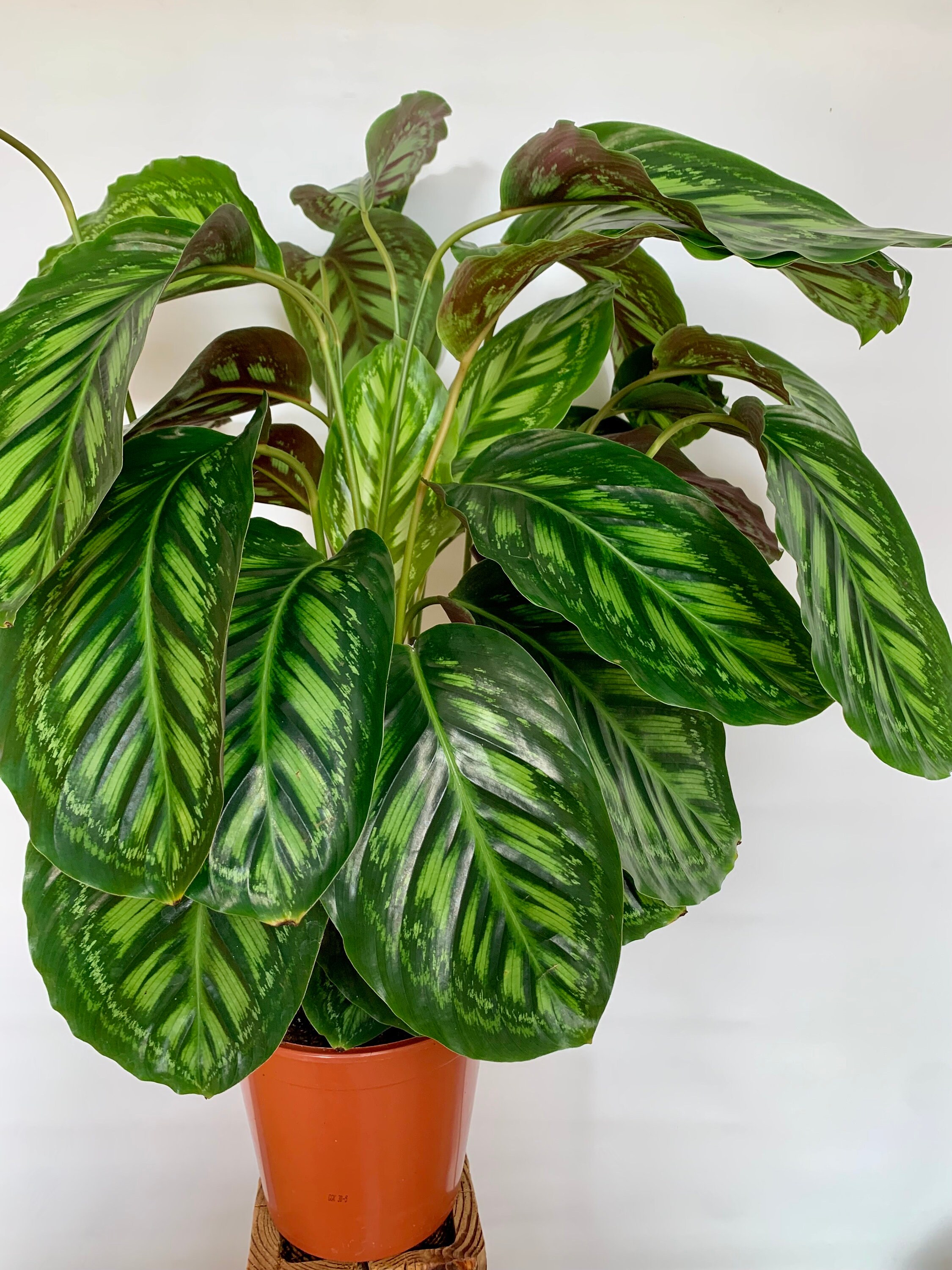 dracena marginata tricolor Dracaena marginata tricolor main image 1