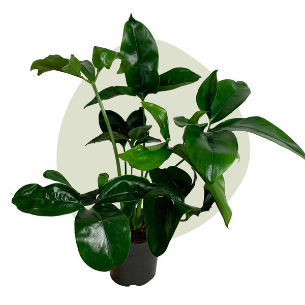 Philodendron Fun Bun