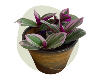 Tradescantia Nanouk, lila schimmernde Blätter - bunt, pflegeleicht und beliebt