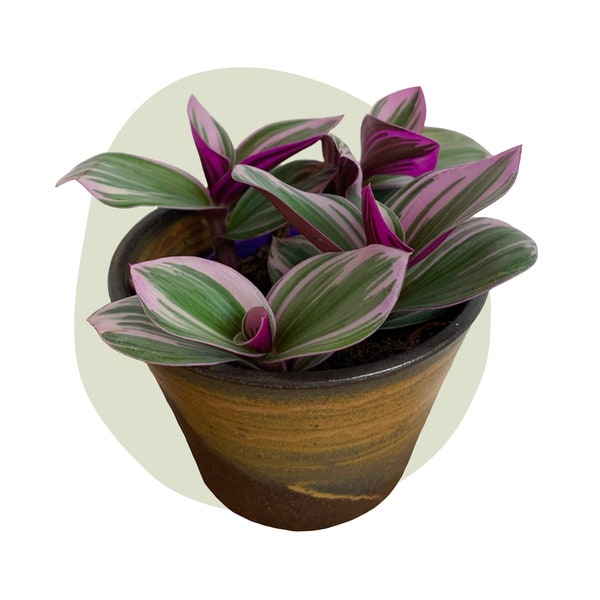Tradescantia Nanouk, lila schimmernde Blätter - bunt, pflegeleicht und beliebt