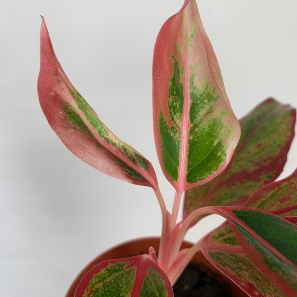 De vlammende Aglaonema Kreta Vlam