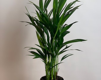 Goldfruchtpalme (Areca) Dypsis lutescens - Etsy.de