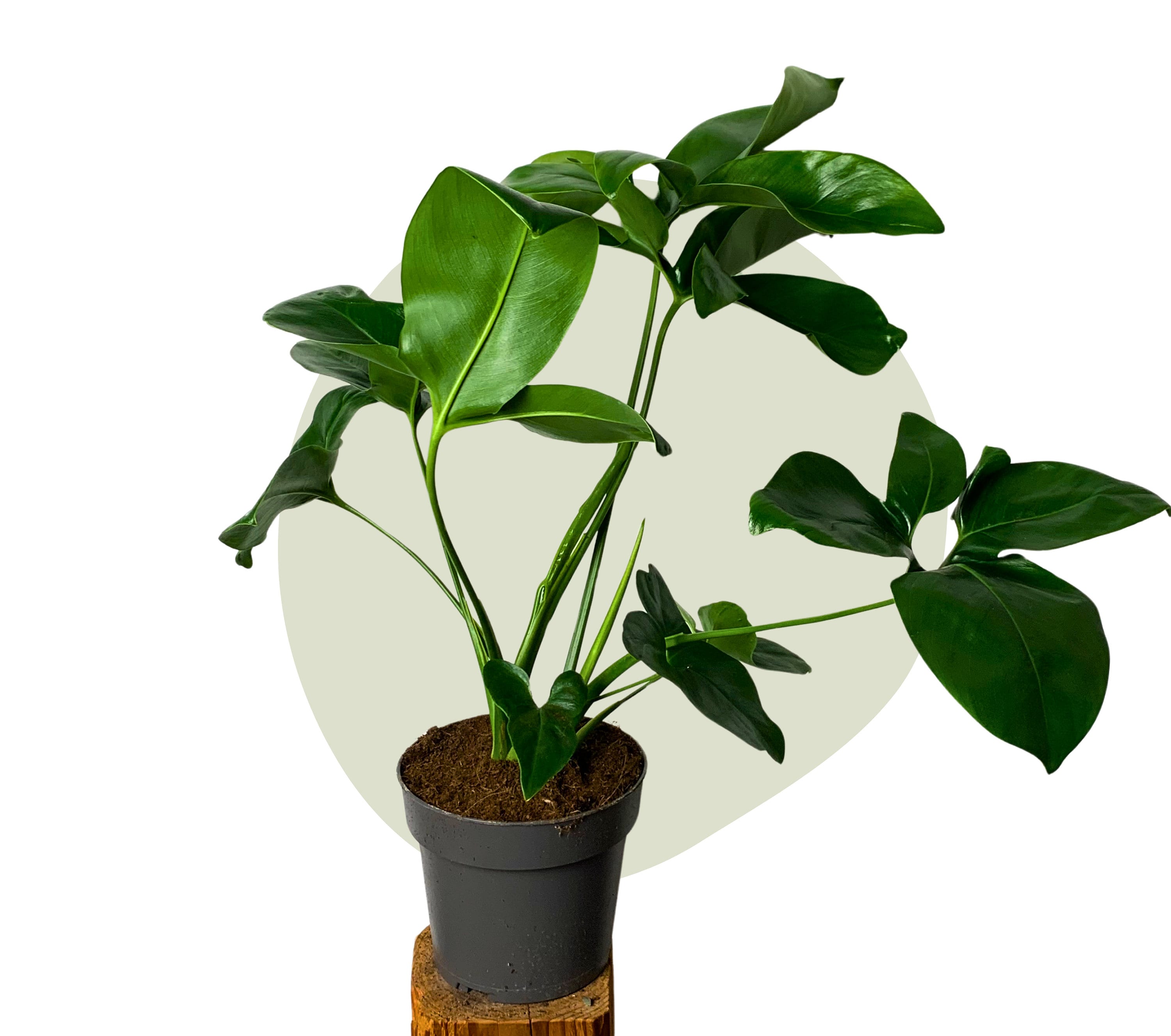 Philodendron Fun Bun - Etsy