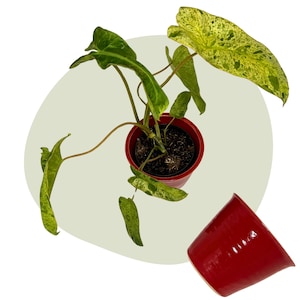 Op de afbeelding: Een kamerplant met groen en geel gevlekte bladeren in een rode pot. Een tweede, lege rode pot staat naast de plant. De plant heeft lange stelen en grote, getextureerde bladeren. De achtergrond is een lichtgroene ovaal.