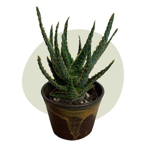 Aloe Danyz / Aloe Vera
