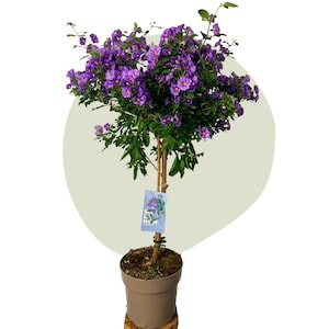 Könnte beinhalten: Eine Topfpflanze mit violetten Blüten in einem braunen Topf und einem blauen Etikett mit der Aufschrift "Solanum New"
