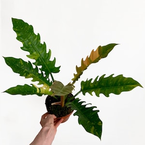 Op de afbeelding: Een bonte Philodendron Birkin kamerplant met groene en gele bladeren in een bruine pot. De bladeren hebben een gekartelde rand en zijn waaiervormig gerangschikt.