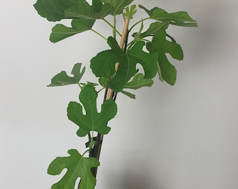 Feigenbaum winterhart - verschiedene Sorten