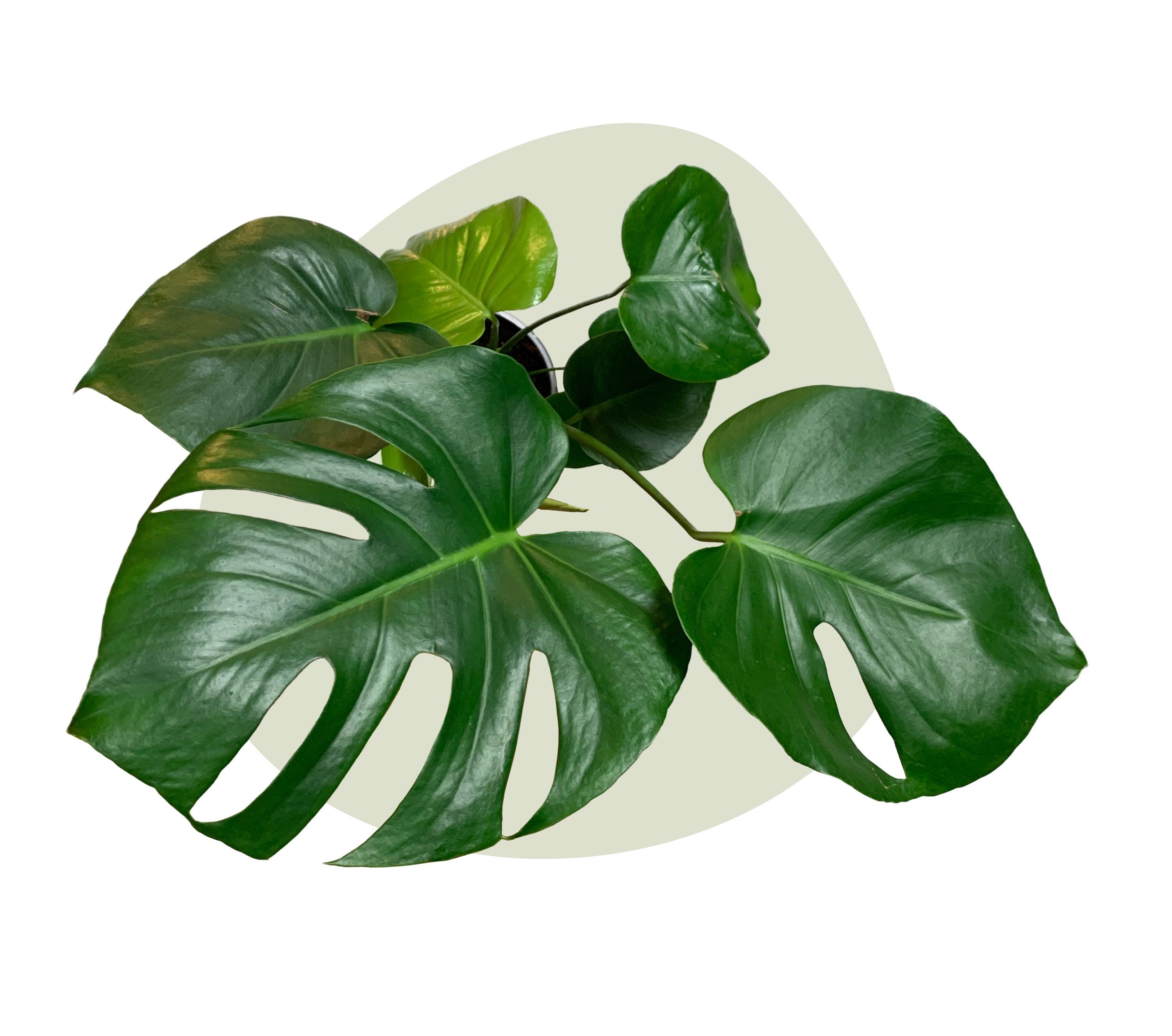Selbst anpflanzen: Monstera Deliciosa Anzuchtset - Etsy.de