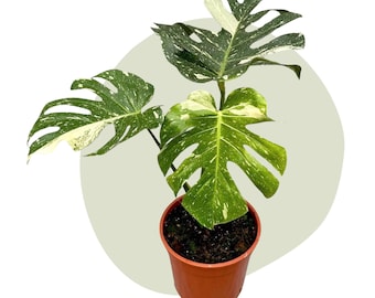 Monstera Thai Constellation