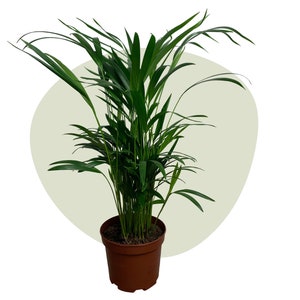 Op de afbeelding: Een groene kamerpalm in een pot met lange, slanke bladeren. De plant staat in een bruine plastic pot.