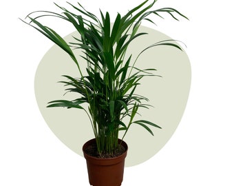 Goldfruchtpalme (Areca) Dypsis lutescens - Etsy.de