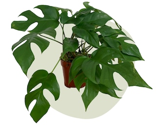 Monstera Monkey Mask / Adansonii / Mini Monstera - Etsy Israel