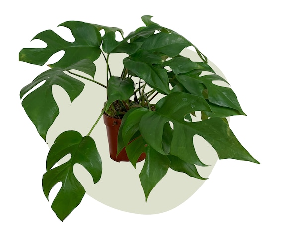 sorbifolia plant Sorbaria sorbifolia 'Cherry On Top'