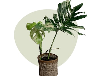 Monstera deliciosa variegata Stecklinge - Etsy.de