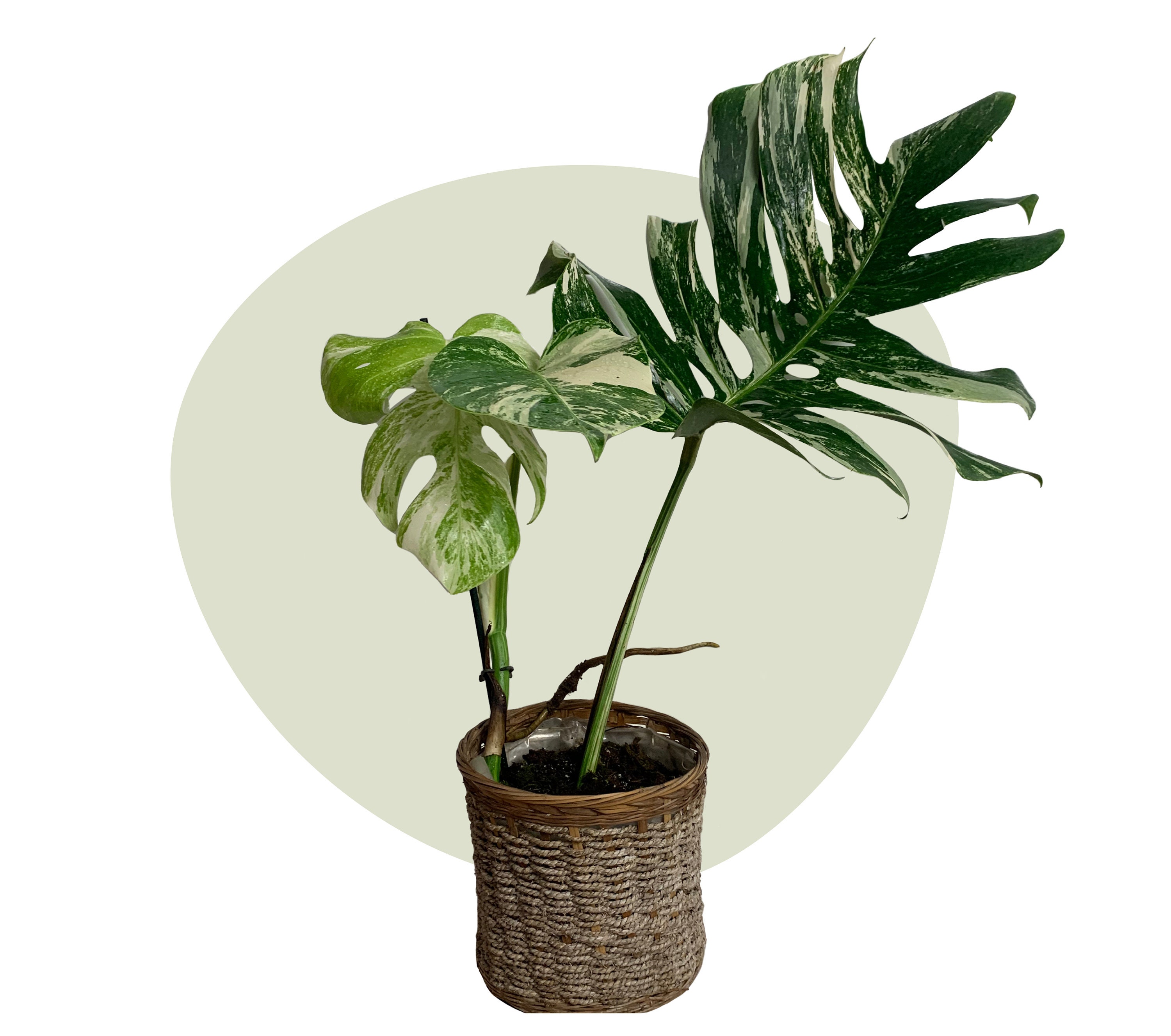 Monstera deliciosa variegata - Etsy 日本