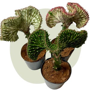mammillaria anniana Mammillaria Hahniana Old Lady Cactus – AceMegaSucculents main image 0