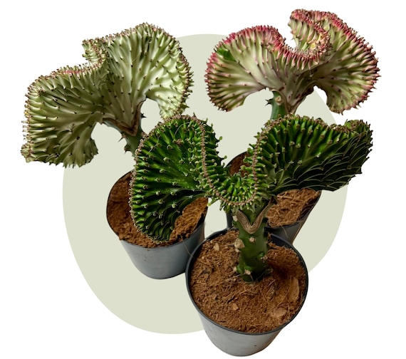 monstera samen keimen Monstera deliciosa Samen kaufen (geprüfte Keimquote) – Pflanzpaket