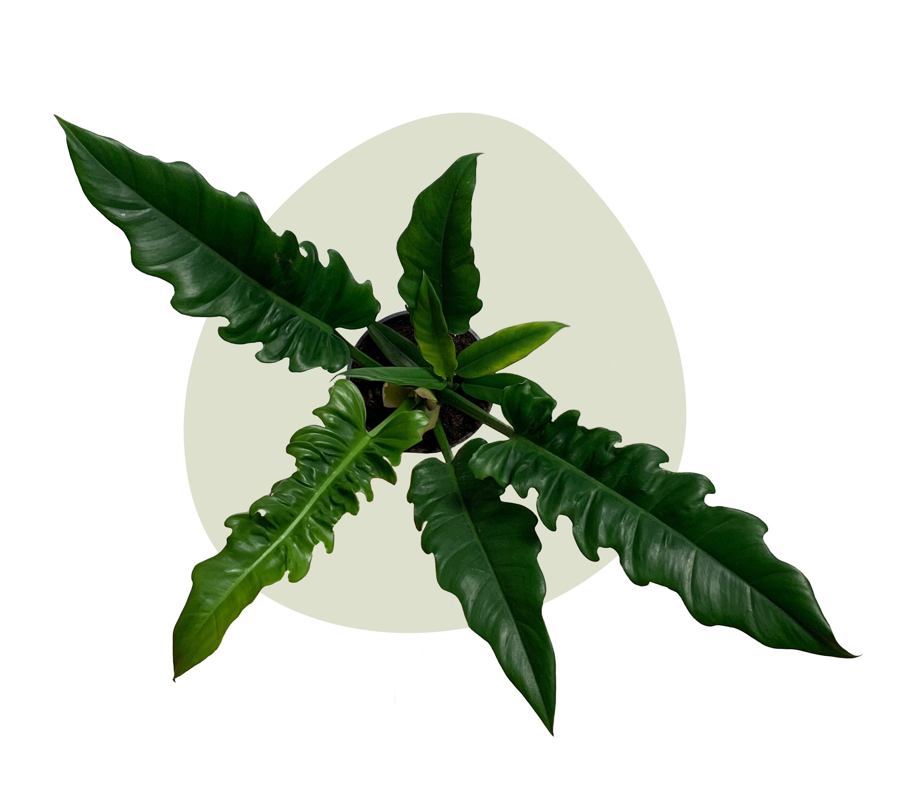 philodendron imperial green standort Philodendron Imperial Green (Baumfreund) kaufen? | Adonis main image 0