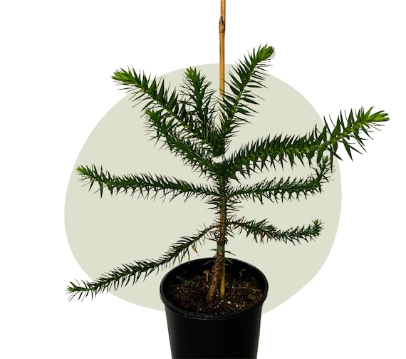 Araucaria Brasileña(angustifolia)