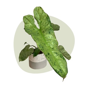 Philodendron Paraiso Verde