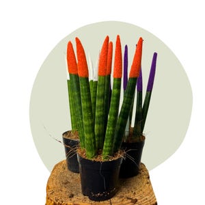 a strelitzia Bird of Paradise For Sale – Logee's Plants main image 1