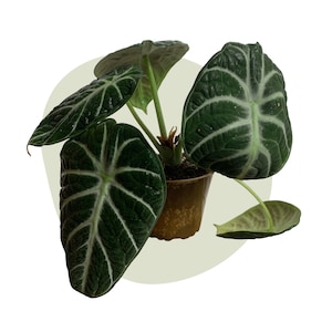Può includere: Una pianta di Alocasia in vaso con grandi foglie verde scuro con evidenti venature bianche. La pianta è in un piccolo vaso marrone, su uno sfondo verde chiaro. Le foglie hanno una consistenza vellutata.