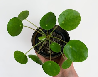 Pilea Peperomioides / Glückstaler