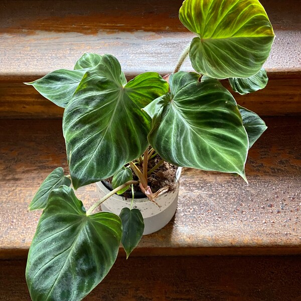 Philodendron verrucosum 'Incensi'