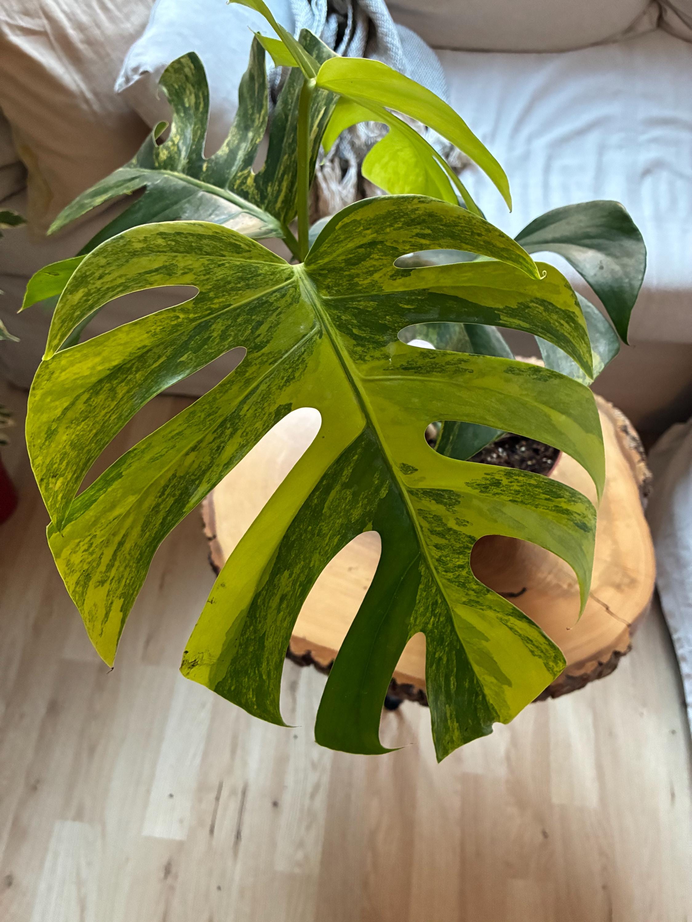 Monstera aurea cutting - Etsy.de