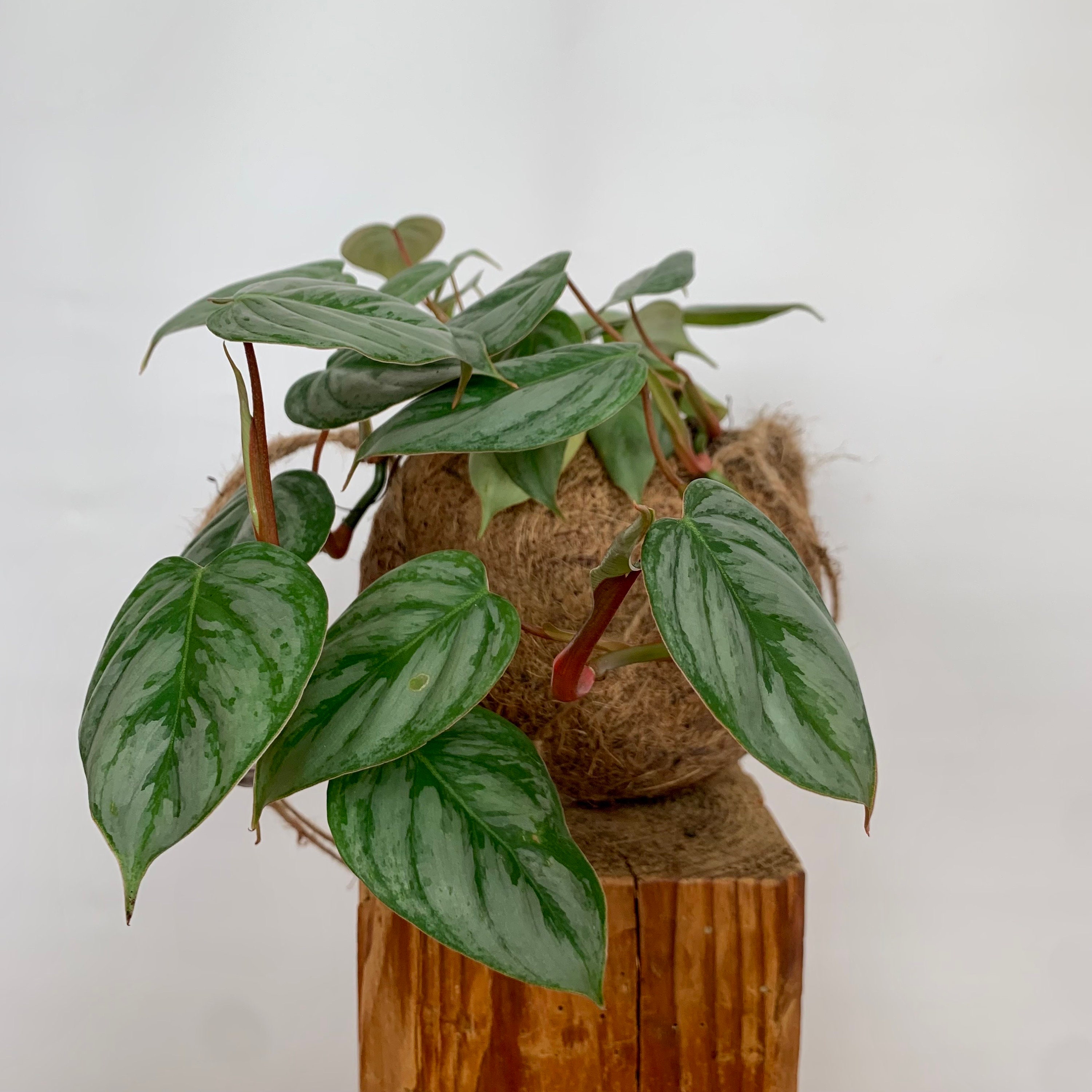 xanadu philodendron propagation Philodendron xanadu aurea main image 1