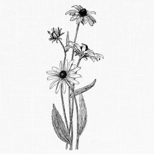 Black-Eyed Susan Clipart Graphic, Printable Vintage Botanical Drawing, Commercial Use Flower Clip Art, Transparent Background PNG File