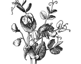 Imágenes prediseñadas de flores de guisante de jardín vintage: Ilustración botánica (descarga digital PNG, 8 x 10 pulgadas, 300 ppi)
