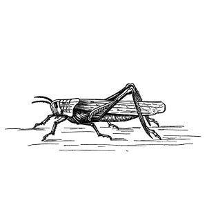 May include: A detailed black and white illustration of a grasshopper. The insect is depicted in a side profile, showcasing its segmented body, long legs, and antennae. The artwork has a vintage, engraved style.