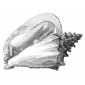 May include: Detailed black and white illustration of a conch shell. The shell has a large, smooth body with textured lines and a spiky, ridged end. The artwork is a vintage style drawing.
