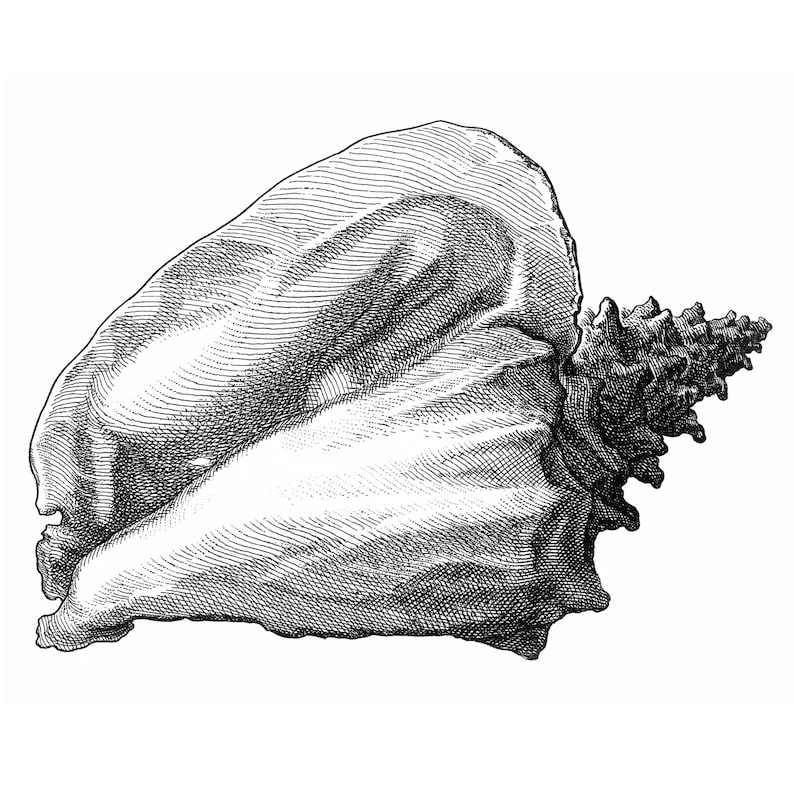 Antique Etching of a Conch Shell, Printable Clipart Image, Digital ...
