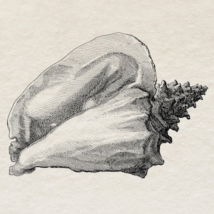 Op de afbeelding: Een gedetailleerde zwart-witte illustratie van een schelp met een gekrulde, puntige punt.