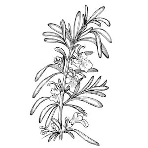 May include: Black and white botanical illustration of a rosemary plant. The image shows the plant's stem, leaves, and small, delicate flowers. The leaves are long and slender, and the flowers have a unique shape.