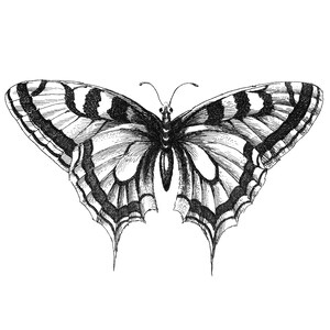 May include: Detailed black and white illustration of a butterfly with intricate wing patterns. The butterfly's wings are open, showcasing a symmetrical design with striped and spotted details. The artwork is set against a plain white background.