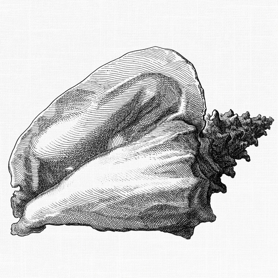 Antique Conch Shell Etching: Printable PNG Clipart (digital Download ...
